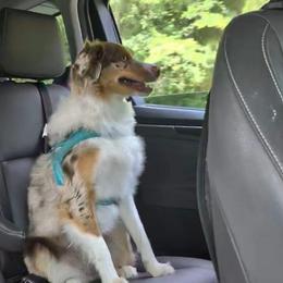Rilla - Red tri female Miniature Australian Shepherd puppy in Cedar Rapids, Iowa from Bornagain Paws
