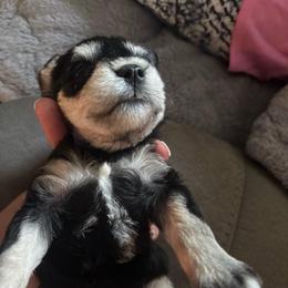 Daisy - Black and silver female Miniature Schnauzer puppy in Weatherford, Texas from Castle of Paws