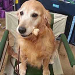 Chesapeake Bay Retrievers and Golden Retrievers from Ocotilla Goldens