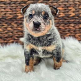 (Purple) Dolly - Blue speckled female Australian Cattle Dog puppy in Burleson, Texas from Bluebonnet Heelers