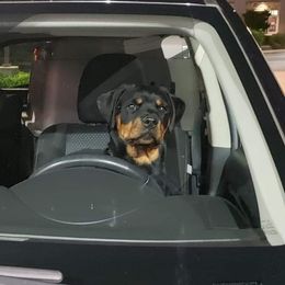 Rottweiler Puppies from Gottlïchen Rottweilers