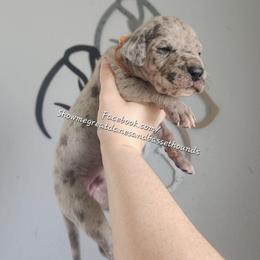 Orange Collar - Merle male Great Dane puppy in Alton, Illinois from Show Me Great Danes and Basset Hounds