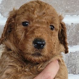 Costello - Goldendoodle puppy in Peoria, Arizona from Sonoran Desert Doods