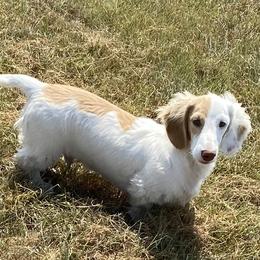 Kory - Dachshund