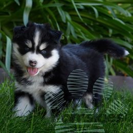 Star - Black and white female Pomsky puppy in Redding, California from Spirit Pomskies