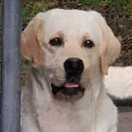 Labrador Retrievers from Marshland Labradors