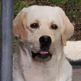 Labrador Retrievers from Marshland Labradors