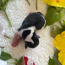 Tuna  girl 3 - Black tan and white female Biewer Terrier puppy in Atlantic City, New Jersey from Kim Hoang's Yorkies