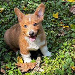 Jake AKC registered - White and fawn male Pembroke Welsh Corgi puppy in Montgomery County, Tennessee from Anita’s little Corgi Haven