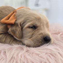 ORANGE - Golden female Golden Retriever puppy in Grand Terrace, California from Southern Golden Retrievers