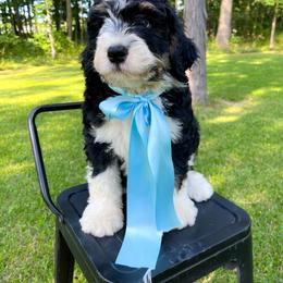 Zion - Tri-color male Bernedoodle puppy in St Joe, Indiana from Pawsh Bernedoodles