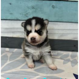 North - Black and white female Pomsky puppy in Krum, Texas from Paw-Some Pomskies