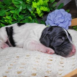 Tori - Parti female Goldendoodle puppy in Woodburn, Indiana from DNLS Doodle Puppies