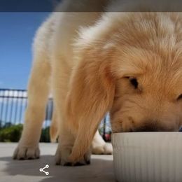 Goldendoodle, Golden Retriever, and Sheepadoodle Puppies from Guppy Puppies