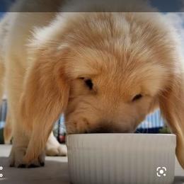 Goldendoodle, Golden Retriever, and Sheepadoodle Puppies from Guppy Puppies