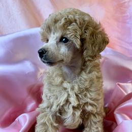 Pink Collar Girl - Apricot female Poodle puppy in Kingston, Oklahoma from Tribal Poodles