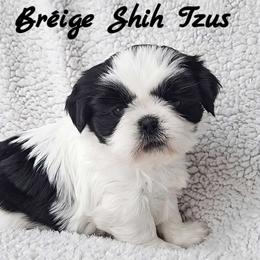 LUNA - ADOPTED! - Black and white female Shih Tzu puppy in Middle Grove, New York from Beirin Breige Shih Tzus