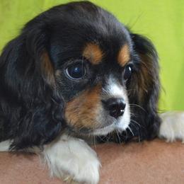 Candance - Tri-color female Cavalier King Charles Spaniel puppy in Townville, South Carolina from Mid Lake Cavaliers