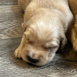 Golden Retriever Puppies from Lake Champlain Goldens
