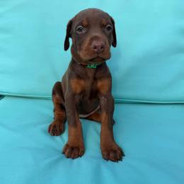 Dark Green Female - Red and rust female Doberman Pinscher puppy in Madison, Indiana from Jensen Dobermans and Dachshunds