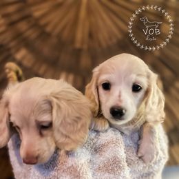 Dachshund Puppies from VOB Doxie