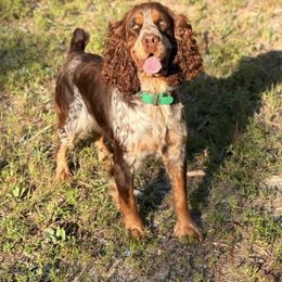 Kenna - English Springer Spaniel
