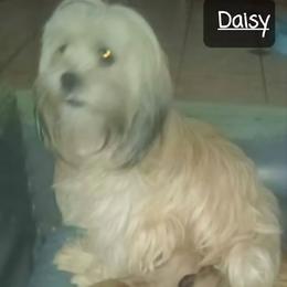Daisy - Lhasa Apso