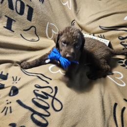 Blue - Brown male Chesapeake Bay Retriever puppy in Merlin, Oregon from Creekside Chesapeakes