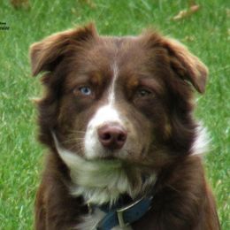 Rissa - Australian Shepherd