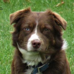 Rissa - Australian Shepherd