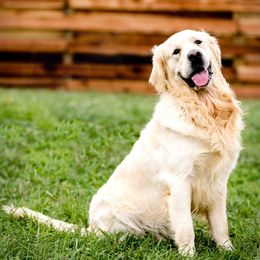 Bendis - Golden Retriever