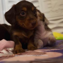 Primrose - Chocolate and cream female Dachshund puppy in Robesonia, Pennsylvania from Happily Ever After’s Puppies