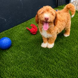 Finn - White male Bernedoodle puppy in Hudson, Michigan from Haas Pawz