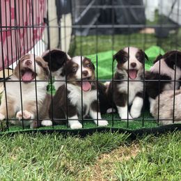 Miniature American Shepherd Puppies from All That Auss Mini Aussies