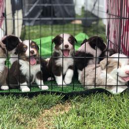 Miniature American Shepherd Puppies from All That Auss Mini Aussies