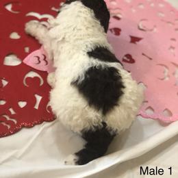 Poodle Puppies from Wild Orchid Poodles