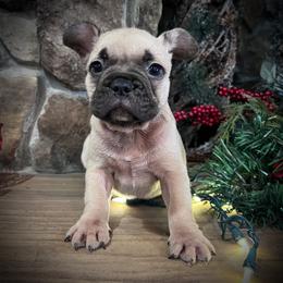 Boy 2 - Fawn male French Bulldog puppy in Mayo, Florida from Lyons Heart Pups