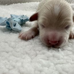 Boy 1 - Cream Maltipoo puppy in Denair, California from 209PuppiesCaliforniaMaltipoo