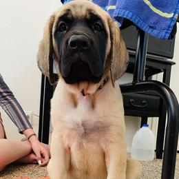 Mastiff Puppies from Cabezon Mastiffs
