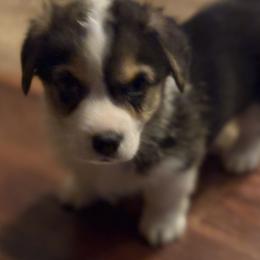 Boy 1 - Black and tan male Pembroke Welsh Corgi puppy in Tucson, Arizona from Sierrita Mountain Corgis