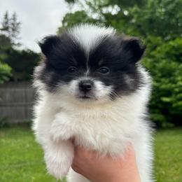 Billie - Black parti female Pomeranian puppy in Enfield, Connecticut from That Pom Haus