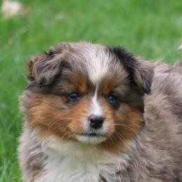 Border Collie, English Setter, and Miniature American Shepherd Puppies from First Harmony Farms