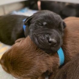 Gargamel - Black male Labrador Retriever puppy in Bartlett, Tennessee from Red Hearts Labradors