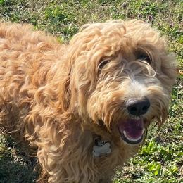 Australian Labradoodles from Frosty & Ginger Co Home of Doodles