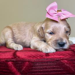 Stella - Apricot female Goldendoodle puppy in Woodburn, Indiana from Lengachers Cuddly Doods