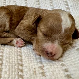 Bella - Red  female Goldendoodle puppy in Sallisaw, Oklahoma from Huddle Puppies