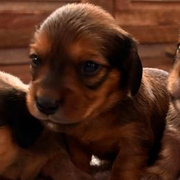 Spirit - Red male Dachshund puppy in Clarksdale, Mississippi from Bo Didley's Doxies