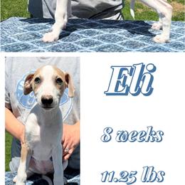 Eli - White and fawn brindle male Whippet puppy in Plainfield, Indiana from Rose Acre Whippets