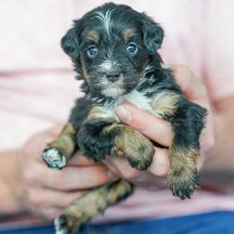 Beatrice - Tri-color female Bernedoodle puppy in Dundee, Ohio from Down Home Doodle