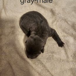 Smoke - Black male Chinese Shar-Pei puppy in Kingsport, Tennessee from Wrinkle Babies